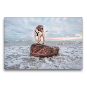 Premium Textil-Leinwand 75 x 50 cm Quer-Format Lagotto Romagnolo Freiheitsstatue an der Ostsee | Wandbild, HD-Bild auf Keilrahmen, Fertigbild auf hochwertigem Vlies, Leinwanddruck von Wuffclick-pic