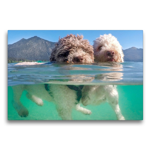Premium Textil-Leinwand 75 x 50 cm Quer-Format Lagotto Romagnolo Paar beim Schwimmen mit Unterwasseransicht | Wandbild, HD-Bild auf Keilrahmen, Fertigbild auf hochwertigem Vlies, Leinwanddruck von Wuffclick-pic