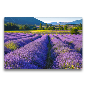 Premium Textil-Leinwand 75 x 50 cm Quer-Format Lavendelfeld in Südfrankreich | Wandbild, HD-Bild auf Keilrahmen, Fertigbild auf hochwertigem Vlies, Leinwanddruck von Jürgen Feuerer