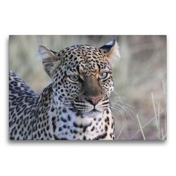 Premium Textil-Leinwand 75 x 50 cm Quer-Format Leoparden – Augen-Blick | Wandbild, HD-Bild auf Keilrahmen, Fertigbild auf hochwertigem Vlies, Leinwanddruck von Michael Herzog