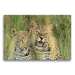 Premium Textil-Leinwand 75 x 50 cm Quer-Format Leoparden – Vorsicht! | Wandbild, HD-Bild auf Keilrahmen, Fertigbild auf hochwertigem Vlies, Leinwanddruck von Michael Herzog