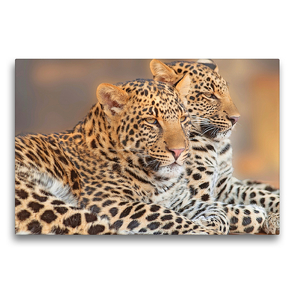 Premium Textil-Leinwand 75 x 50 cm Quer-Format Leoparden | Wandbild, HD-Bild auf Keilrahmen, Fertigbild auf hochwertigem Vlies, Leinwanddruck von Rose Hurley