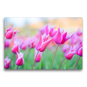Premium Textil-Leinwand 75 x 50 cm Quer-Format Lilienblütige Tulpen | Wandbild, HD-Bild auf Keilrahmen, Fertigbild auf hochwertigem Vlies, Leinwanddruck von Rose Hurley