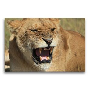 Premium Textil-Leinwand 75 x 50 cm Quer-Format Löwen – schlecht gelaunt | Wandbild, HD-Bild auf Keilrahmen, Fertigbild auf hochwertigem Vlies, Leinwanddruck von Michael Herzog