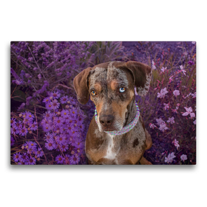 Premium Textil-Leinwand 75 x 50 cm Quer-Format Louisiana Catahoula Leopard Dog | Wandbild, HD-Bild auf Keilrahmen, Fertigbild auf hochwertigem Vlies, Leinwanddruck von Catahouligan on Tour