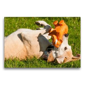 Premium Textil-Leinwand 75 x 50 cm Quer-Format Lustiger Hund | Wandbild, HD-Bild auf Keilrahmen, Fertigbild auf hochwertigem Vlies, Leinwanddruck von Meike Bölts