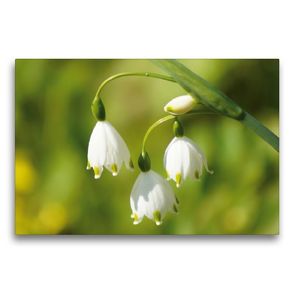 Premium Textil-Leinwand 75 x 50 cm Quer-Format Märzenbecher (Leucojum vernum) | Wandbild, HD-Bild auf Keilrahmen, Fertigbild auf hochwertigem Vlies, Leinwanddruck von kattobello