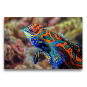 Premium Textil-Leinwand 75 x 50 cm Quer-Format Mandarinfisch | Wandbild, HD-Bild auf Keilrahmen, Fertigbild auf hochwertigem Vlies, Leinwanddruck von Dorothea OLDANI