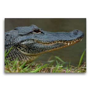 Premium Textil-Leinwand 75 x 50 cm Quer-Format Missisippi Alligator | Wandbild, HD-Bild auf Keilrahmen, Fertigbild auf hochwertigem Vlies, Leinwanddruck von Dieter-M. Wilczek