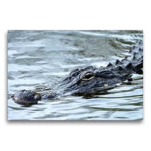 Premium Textil-Leinwand 75 x 50 cm Quer-Format Missisippi Alligator | Wandbild, HD-Bild auf Keilrahmen, Fertigbild auf hochwertigem Vlies, Leinwanddruck von Dieter-M. Wilczek