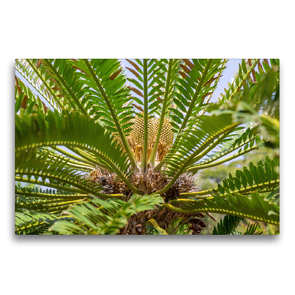 Premium Textil-Leinwand 75 x 50 cm Quer-Format Modjadji Palme, Encephalartos transvenosus | Wandbild, HD-Bild auf Keilrahmen, Fertigbild auf hochwertigem Vlies, Leinwanddruck von Hanna Wagner