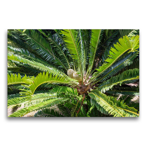 Premium Textil-Leinwand 75 x 50 cm Quer-Format Modjadji Palme, Encephalartos transvenosus | Wandbild, HD-Bild auf Keilrahmen, Fertigbild auf hochwertigem Vlies, Leinwanddruck von Hanna Wagner