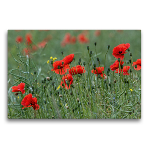 Premium Textil-Leinwand 75 x 50 cm Quer-Format Mohnblumen – Pure Faszination in Rot | Wandbild, HD-Bild auf Keilrahmen, Fertigbild auf hochwertigem Vlies, Leinwanddruck von Andrea Potratz