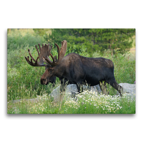 Premium Textil-Leinwand 75 x 50 cm Quer-Format Moose, Rocky Mountain Nationalpark,Colorado,USA, | Wandbild, HD-Bild auf Keilrahmen, Fertigbild auf hochwertigem Vlies, Leinwanddruck von Christian Heeb