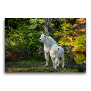 Premium Textil-Leinwand 75 x 50 cm Quer-Format Mountain Goats, North Cascades Nationalpark,Washington,USA | Wandbild, HD-Bild auf Keilrahmen, Fertigbild auf hochwertigem Vlies, Leinwanddruck von Christian Heeb