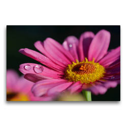 Premium Textil-Leinwand 75 x 50 cm Quer-Format Pinkfarbene Margerite | Wandbild, HD-Bild auf Keilrahmen, Fertigbild auf hochwertigem Vlies, Leinwanddruck von Susanne Herppich