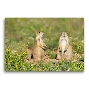 Premium Textil-Leinwand 75 x 50 cm Quer-Format Prairie Dogs,Devils Tower National Monument,Wyoming,USA | Wandbild, HD-Bild auf Keilrahmen, Fertigbild auf hochwertigem Vlies, Leinwanddruck von Christian Heeb