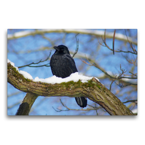 Premium Textil-Leinwand 75 x 50 cm Quer-Format Rabe im Winter | Wandbild, HD-Bild auf Keilrahmen, Fertigbild auf hochwertigem Vlies, Leinwanddruck von kattobello