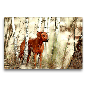 Premium Textil-Leinwand 75 x 50 cm Quer-Format Rhodesian Ridgeback Hündin afrikanischer Löwenhund | Wandbild, HD-Bild auf Keilrahmen, Fertigbild auf hochwertigem Vlies, Leinwanddruck von Dagmar Behrens