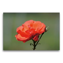Premium Textil-Leinwand 75 x 50 cm Quer-Format Rote Rosenblüte mit Knospe | Wandbild, HD-Bild auf Keilrahmen, Fertigbild auf hochwertigem Vlies, Leinwanddruck von kattobello