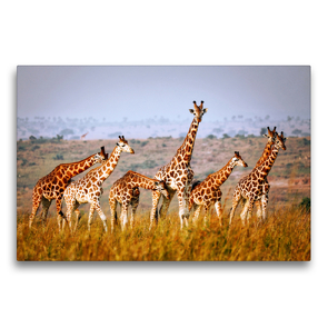 Premium Textil-Leinwand 75 x 50 cm Quer-Format Rothschildgiraffen in Uganda | Wandbild, HD-Bild auf Keilrahmen, Fertigbild auf hochwertigem Vlies, Leinwanddruck von Wibke Woyke