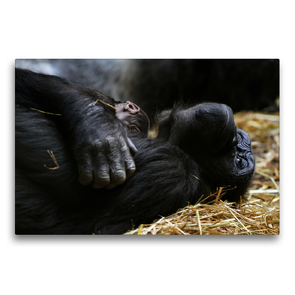 Premium Textil-Leinwand 75 x 50 cm Quer-Format Schimpansin mit Neugeborenem | Wandbild, HD-Bild auf Keilrahmen, Fertigbild auf hochwertigem Vlies, Leinwanddruck von Dorothea Oldani