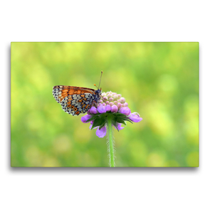 Premium Textil-Leinwand 75 x 50 cm Quer-Format Schmetterlinge in Europa | Wandbild, HD-Bild auf Keilrahmen, Fertigbild auf hochwertigem Vlies, Leinwanddruck von GUGIGEI