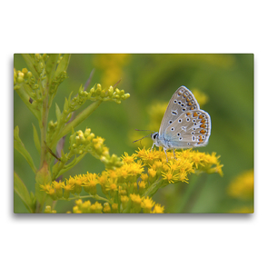 Premium Textil-Leinwand 75 x 50 cm Quer-Format Schmetterlinge in Europa | Wandbild, HD-Bild auf Keilrahmen, Fertigbild auf hochwertigem Vlies, Leinwanddruck von GUGIGEI