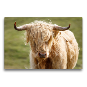Premium Textil-Leinwand 75 x 50 cm Quer-Format Schottische Highland Kuh | Wandbild, HD-Bild auf Keilrahmen, Fertigbild auf hochwertigem Vlies, Leinwanddruck von Harald Schnitzler
