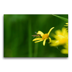 Premium Textil-Leinwand 75 x 50 cm Quer-Format Schwebfliege auf gelber Blüte | Wandbild, HD-Bild auf Keilrahmen, Fertigbild auf hochwertigem Vlies, Leinwanddruck von Marlise Gaudig
