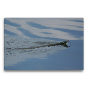 Premium Textil-Leinwand 75 x 50 cm Quer-Format Schwimmende Ringelnatter | Wandbild, HD-Bild auf Keilrahmen, Fertigbild auf hochwertigem Vlies, Leinwanddruck von Kattobello
