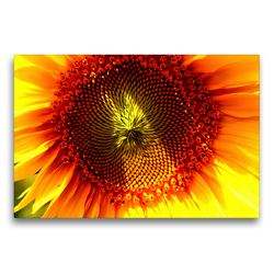Premium Textil-Leinwand 75 x 50 cm Quer-Format Sonnenblumen erleuchten die Herzen | Wandbild, HD-Bild auf Keilrahmen, Fertigbild auf hochwertigem Vlies, Leinwanddruck von Karsten Suppelt