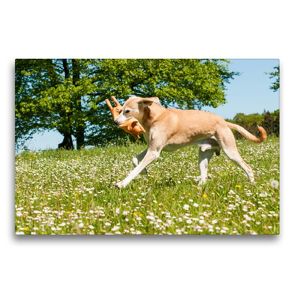 Premium Textil-Leinwand 75 x 50 cm Quer-Format Spielender Hund | Wandbild, HD-Bild auf Keilrahmen, Fertigbild auf hochwertigem Vlies, Leinwanddruck von Meike Bölts