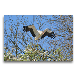 Premium Textil-Leinwand 75 x 50 cm Quer-Format Storch im Frühling | Wandbild, HD-Bild auf Keilrahmen, Fertigbild auf hochwertigem Vlies, Leinwanddruck von GUGIGEI