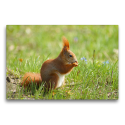 Premium Textil-Leinwand 75 x 50 cm Quer-Format Süßes Eichhörnchen in der Frühlingswiese | Wandbild, HD-Bild auf Keilrahmen, Fertigbild auf hochwertigem Vlies, Leinwanddruck von Schwan
