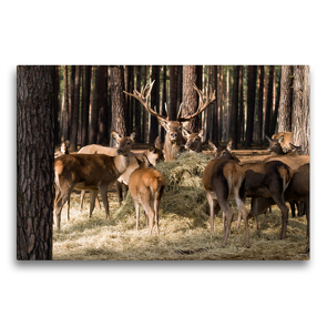 Premium Textil-Leinwand 75 x 50 cm Quer-Format Tiere unter uns | Wandbild, HD-Bild auf Keilrahmen, Fertigbild auf hochwertigem Vlies, Leinwanddruck von Johann Pavelka