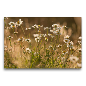 Premium Textil-Leinwand 75 x 50 cm Quer-Format Traumhafte Blüten | Wandbild, HD-Bild auf Keilrahmen, Fertigbild auf hochwertigem Vlies, Leinwanddruck von Meike Bölts