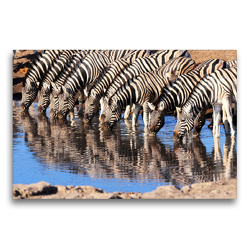 Premium Textil-Leinwand 75 x 50 cm Quer-Format Trinkende Zebras im südlichen Afrika | Wandbild, HD-Bild auf Keilrahmen, Fertigbild auf hochwertigem Vlies, Leinwanddruck von Birgit Scharnhorst