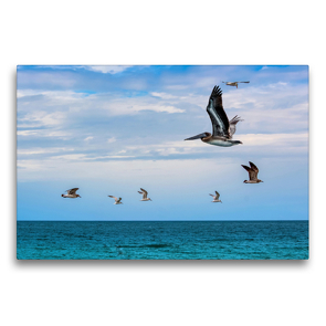Premium Textil-Leinwand 75 x 50 cm Quer-Format Vogelflug über dem Meer | Wandbild, HD-Bild auf Keilrahmen, Fertigbild auf hochwertigem Vlies, Leinwanddruck von U-DO