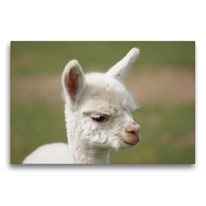 Premium Textil-Leinwand 75 x 50 cm Quer-Format Weißes Alpaka Fohlen auf gerahmter Leinwand | Wandbild, HD-Bild auf Keilrahmen, Fertigbild auf hochwertigem Vlies, Leinwanddruck von Bianca Mentil