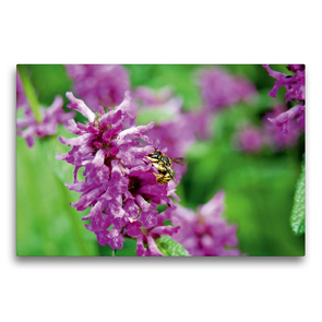 Premium Textil-Leinwand 75 x 50 cm Quer-Format Wildbiene auf Blüte. Wollbiene | Wandbild, HD-Bild auf Keilrahmen, Fertigbild auf hochwertigem Vlies, Leinwanddruck von Anja Frost