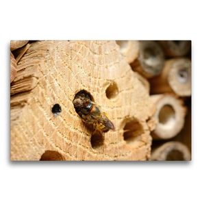 Premium Textil-Leinwand 75 x 50 cm Quer-Format Wildbienen in der Natur. Mauerbiene beim Verschließen des Nestes | Wandbild, HD-Bild auf Keilrahmen, Fertigbild auf hochwertigem Vlies, Leinwanddruck von Anja Frost