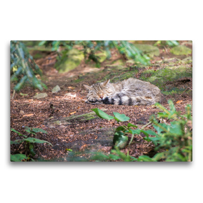 Premium Textil-Leinwand 75 x 50 cm Quer-Format Wildkatze | Wandbild, HD-Bild auf Keilrahmen, Fertigbild auf hochwertigem Vlies, Leinwanddruck von CH Photography