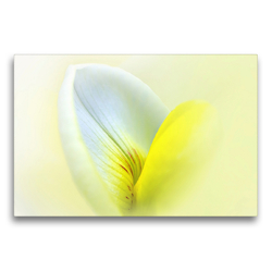 Premium Textil-Leinwand 75 x 50 cm Quer-Format Zarte Ginsterblüte gelb/weiß – Natur und Kunst | Wandbild, HD-Bild auf Keilrahmen, Fertigbild auf hochwertigem Vlies, Leinwanddruck von Astrid Ziemer