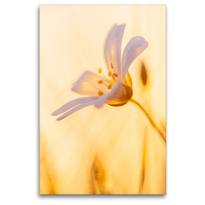Premium Textil-Leinwand 80 x 120 cm Hoch-Format Blüte bei Sonnenuntergang | Wandbild, HD-Bild auf Keilrahmen, Fertigbild auf hochwertigem Vlies, Leinwanddruck von Ulrike Adam