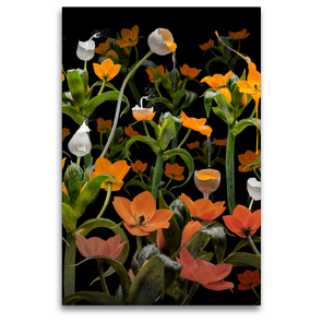Premium Textil-Leinwand 80 x 120 cm Hoch-Format Caltha palustris | Wandbild, HD-Bild auf Keilrahmen, Fertigbild auf hochwertigem Vlies, Leinwanddruck von Olaf Bruhn