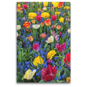 Premium Textil-Leinwand 80 x 120 cm Hoch-Format Das Beet mit verschiedenen Tulpen-Sorten | Wandbild, HD-Bild auf Keilrahmen, Fertigbild auf hochwertigem Vlies, Leinwanddruck von Eugeniya Kareva