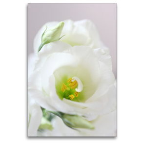 Premium Textil-Leinwand 80 x 120 cm Hoch-Format Eustoma oder Lisianthus | Wandbild, HD-Bild auf Keilrahmen, Fertigbild auf hochwertigem Vlies, Leinwanddruck von Gisela Kruse