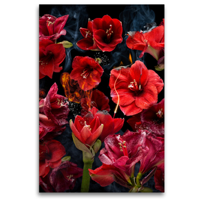 Premium Textil-Leinwand 80 x 120 cm Hoch-Format Fuego amaryllo | Wandbild, HD-Bild auf Keilrahmen, Fertigbild auf hochwertigem Vlies, Leinwanddruck von Olaf Bruhn