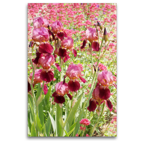 Premium Textil-Leinwand 80 x 120 cm Hoch-Format Iris und Rote Spornblume | Wandbild, HD-Bild auf Keilrahmen, Fertigbild auf hochwertigem Vlies, Leinwanddruck von Gisela Kruse